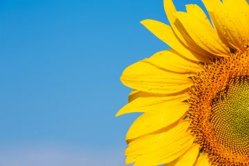 Sunflower and blue sky representing Ukraine